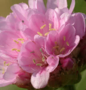 Flower of the Thrift